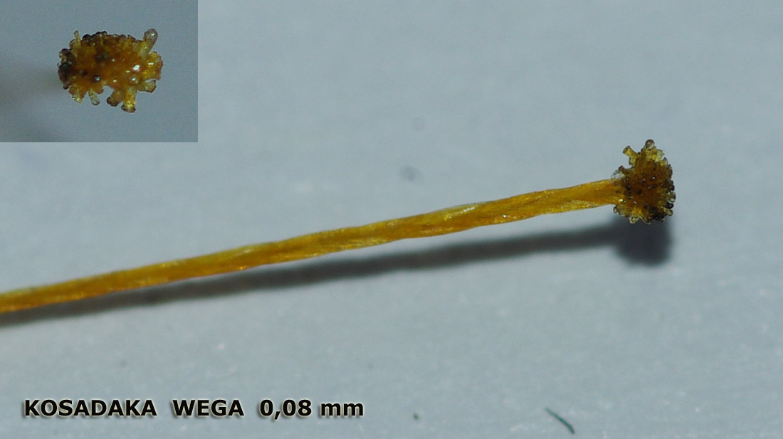 Плетеная леска Kosadaka Wega. Макросъемка.